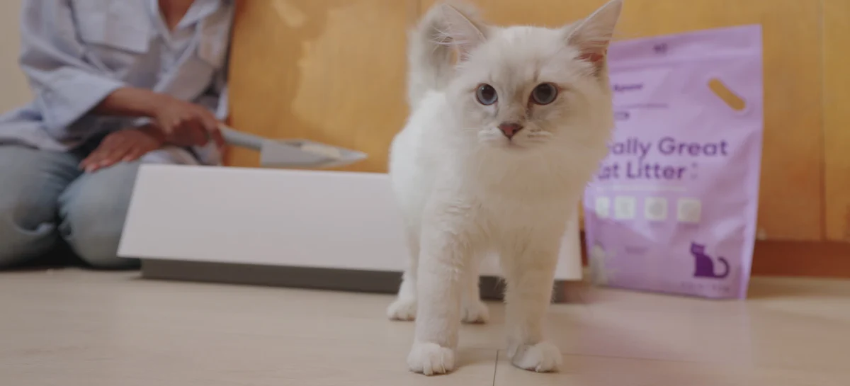 Elevated Living for Every Cat